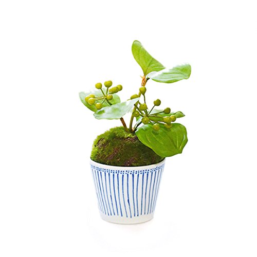 植物を入れて育てる