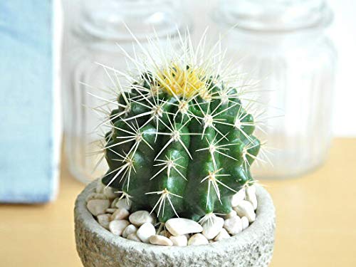見た目が可愛い「玉サボテン」