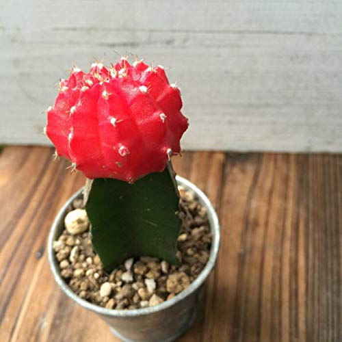 花が咲くかで選ぶ