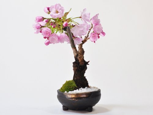 華やかな花物