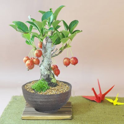 一年を通して楽しめる実物