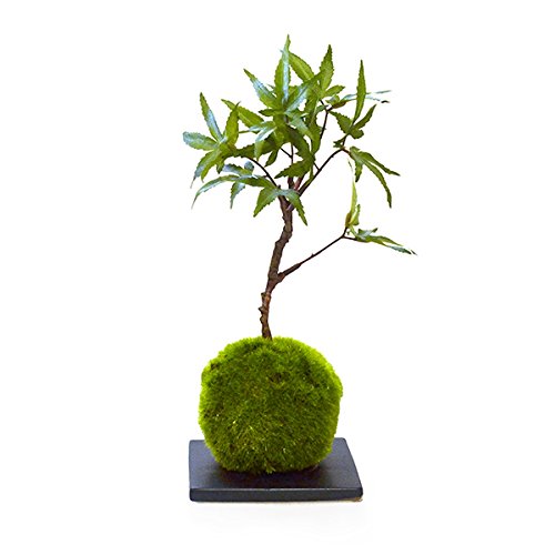 存在感がでる苔玉