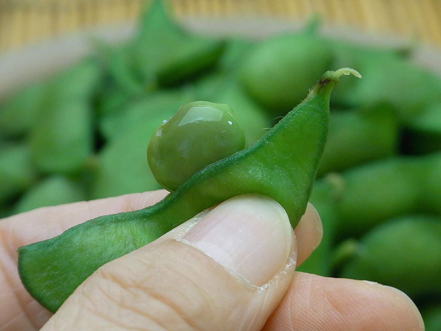 一般的な緑色の枝豆