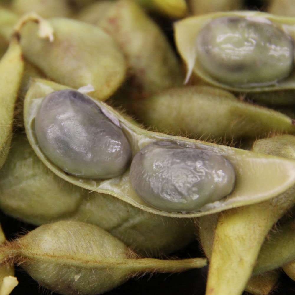 大粒で深い甘味とコクが特徴の黒豆
