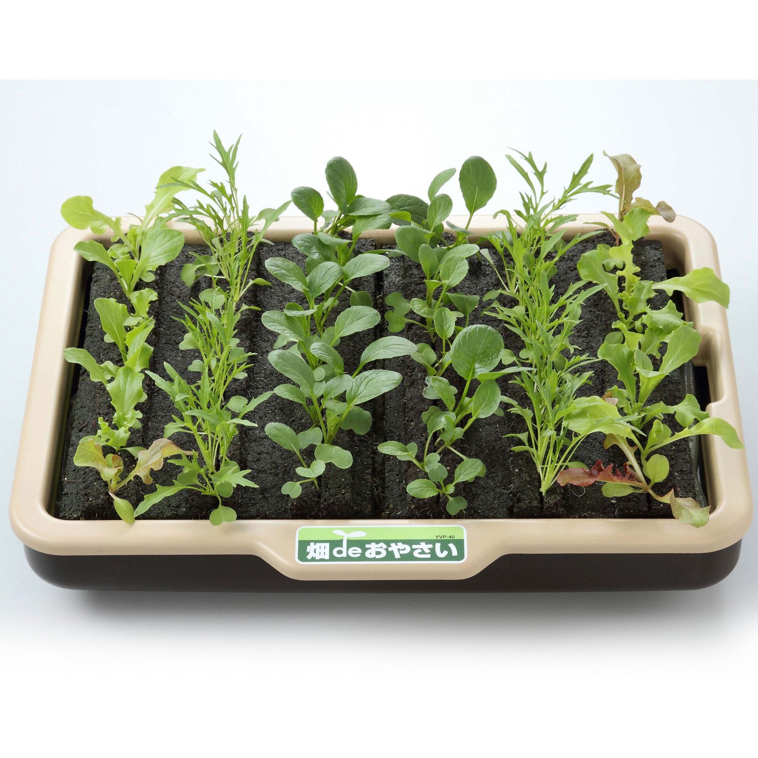 植物の種類で選ぶ