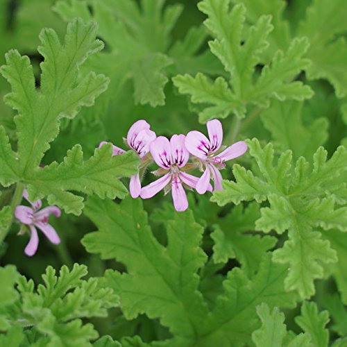 鮮やかな花が咲くゼラニウム