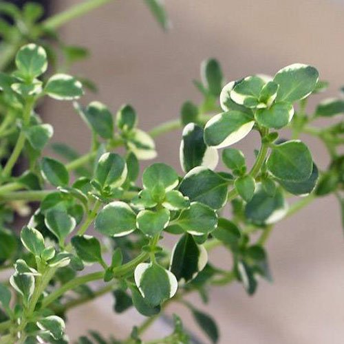 除菌・防腐効果があるタイム