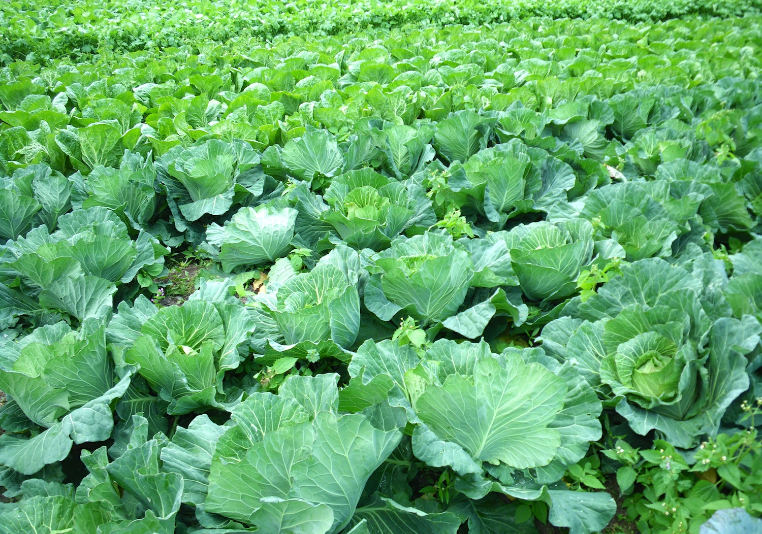 野菜用の肥料おすすめ10選 有機肥料や液肥も Heim ハイム