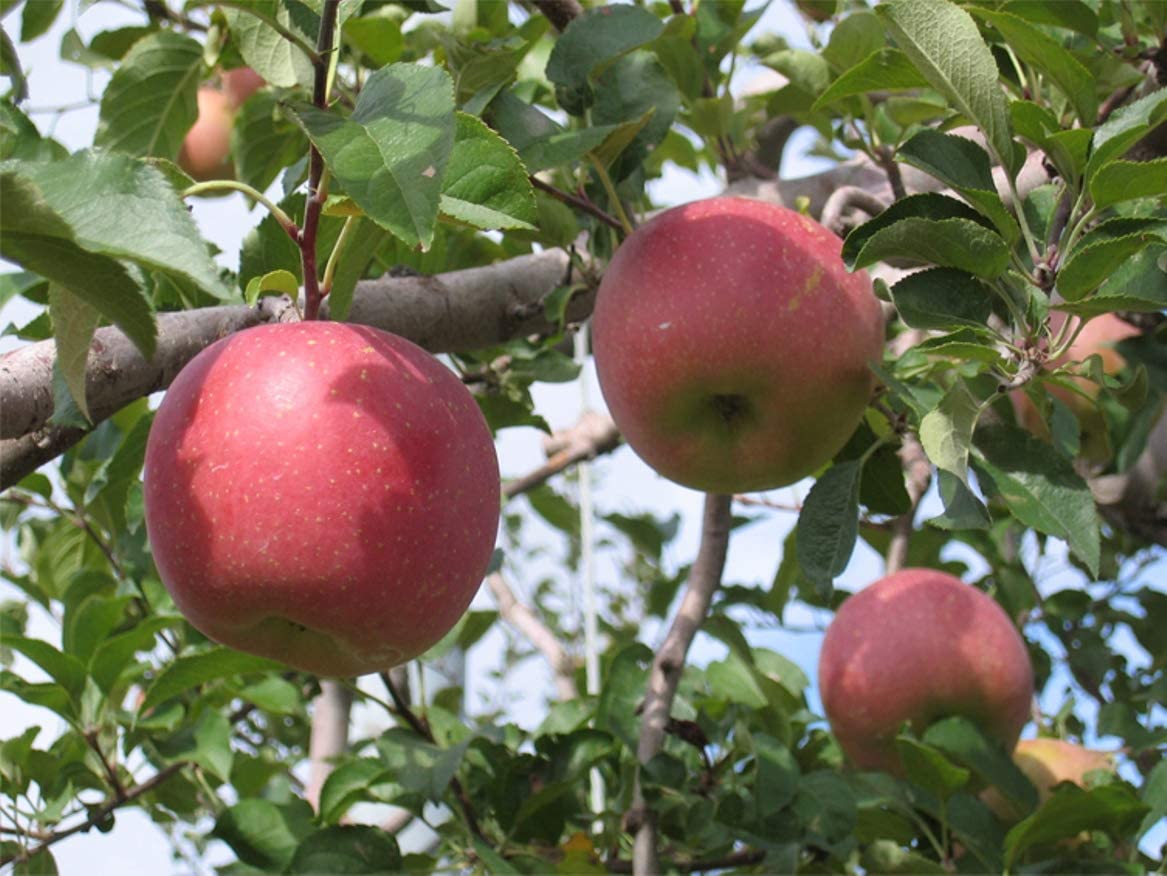 糖度の高いりんごを使用した国産