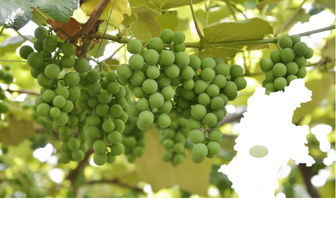 桔梗ヶ原ワインバレー：主に欧州系の品種を使用