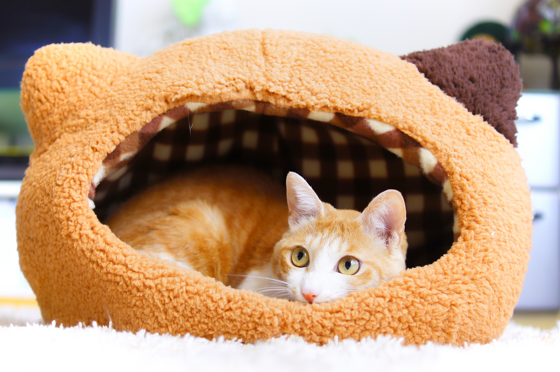 猫用ハウス・ベッドのおすすめ25選！洗えるタイプや冬向けも | HEIM [ハイム]