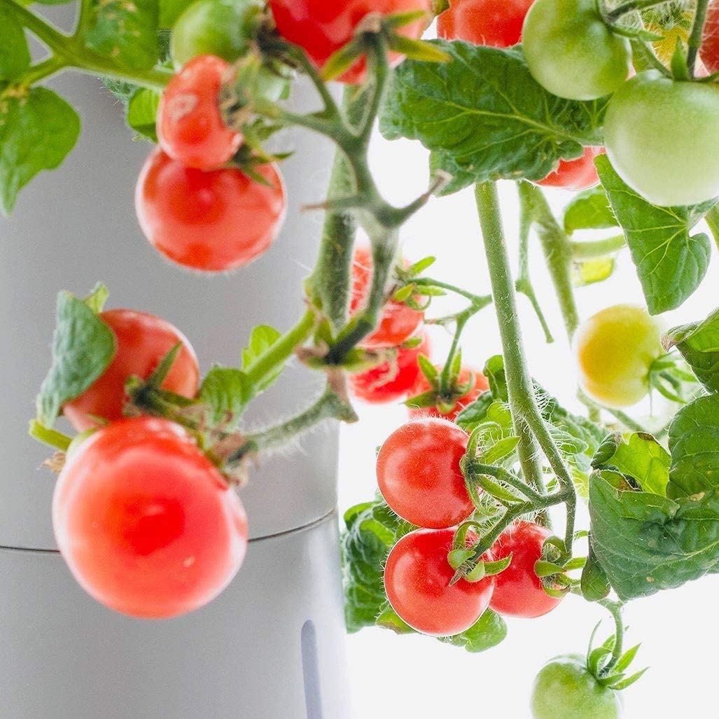 水耕栽培キットのおすすめ16選 ミニトマトが作れるペットボトル型も Heim ハイム