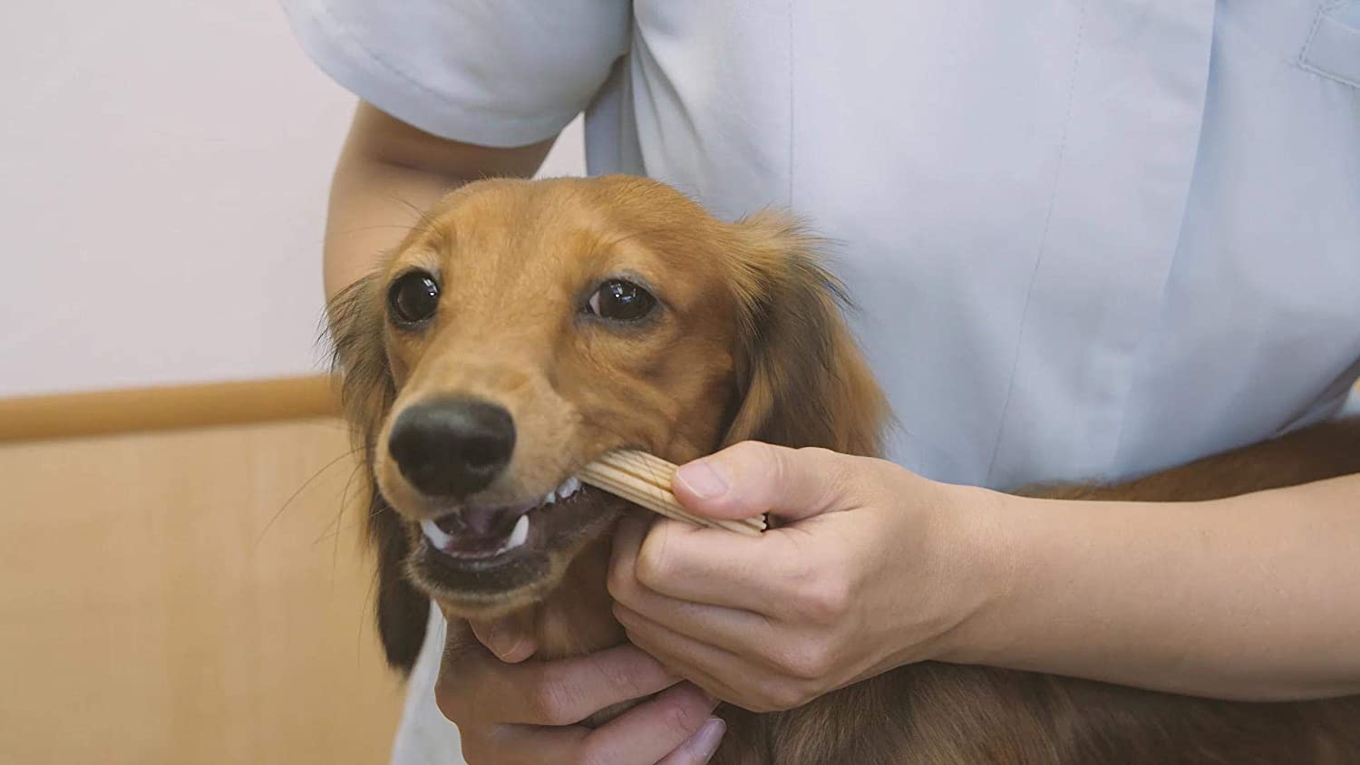 犬用歯磨きガムを使うメリット