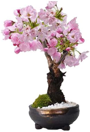 桜や梅など花をつける植物の「花物盆栽」
