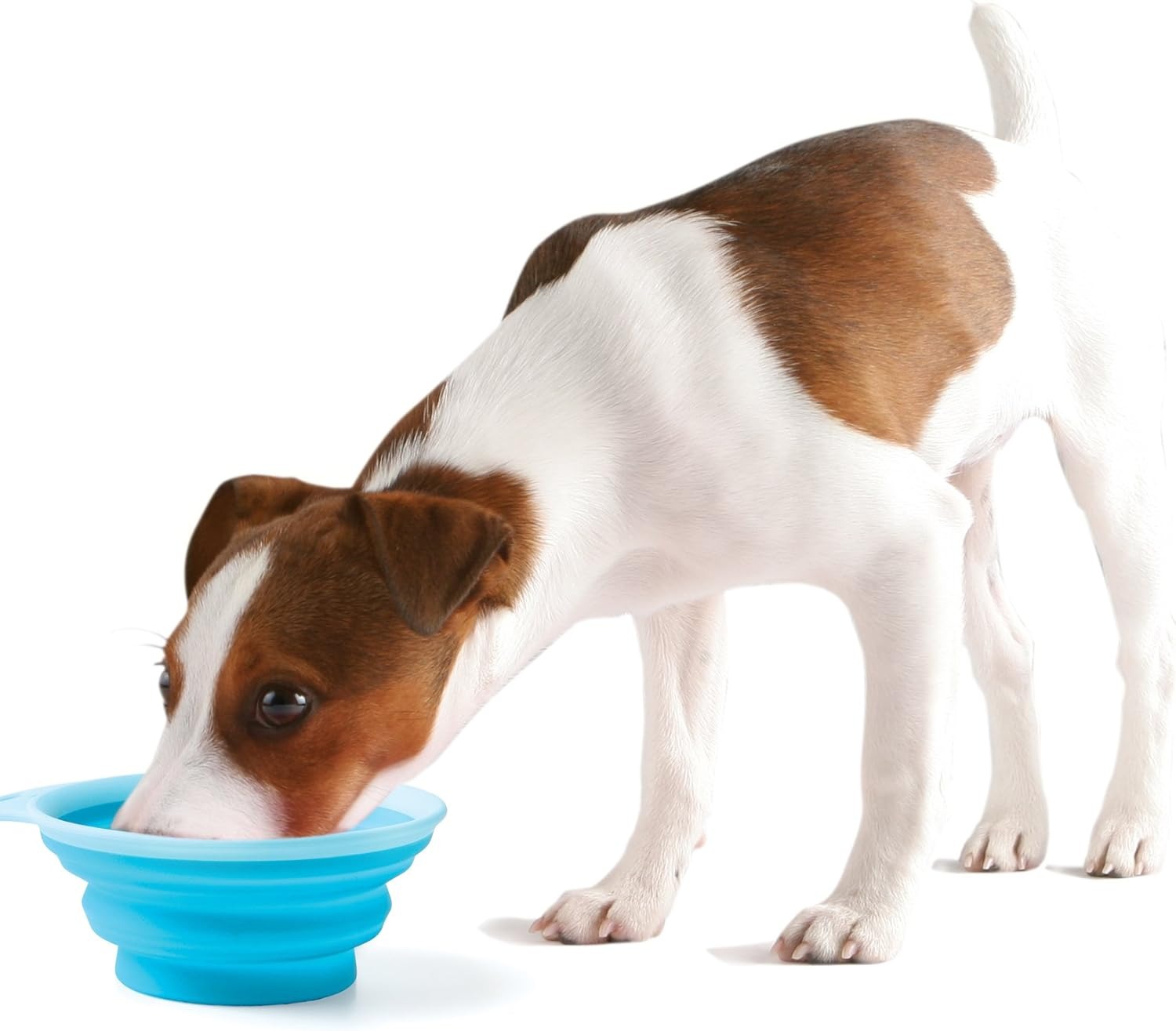 犬用食器のおすすめ13選！早食い防止型や折りたたみ式も